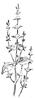 Basil