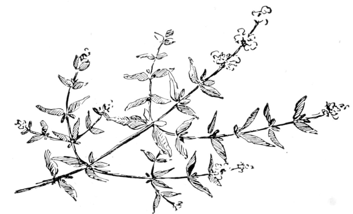 Thyme