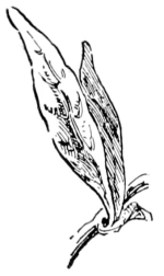 Tarragon